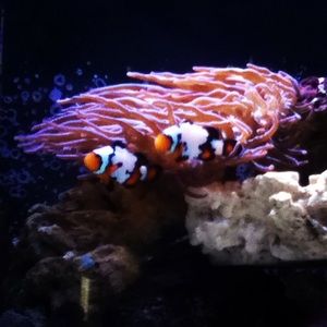 Meet your Posher, Larry